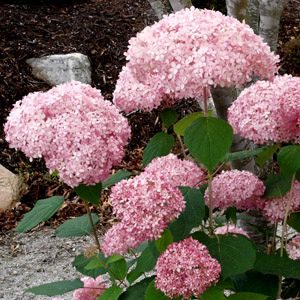 Hydrangea arborescens 'NCHA1'