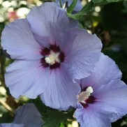 ALTHEA BLUE ANGEL