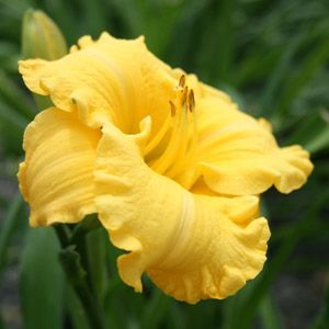 Hemerocallis hybrid
