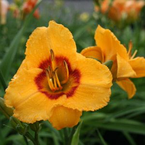 Hemerocallis hybrid