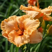 Hemerocallis hybrid