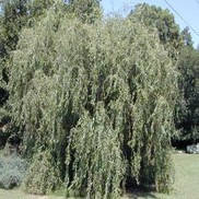 Salix x matsudana 'Corkscrew Willow'