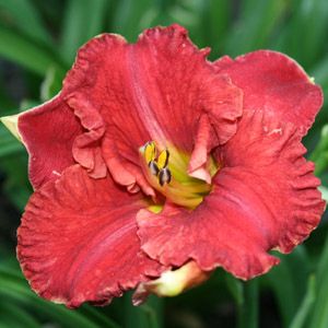 Hemerocallis hybrid