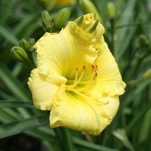 Hemerocallis hybrid