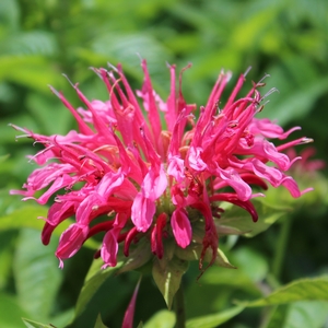Monarda  'Coral Reef'