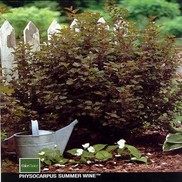 Physocarpus opulifolius 'Seward'