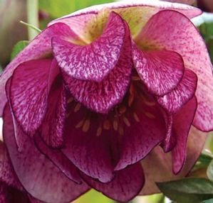 Helleborus  'Peppermint Ice'