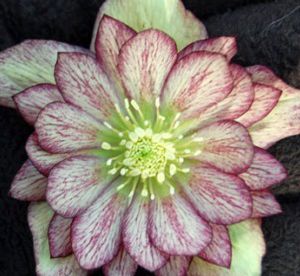 Helleborus  'Harlequin Gem'