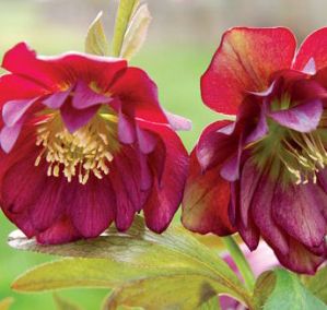 Helleborus  'Berry Swirl'