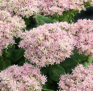Sedum spectabile 'Crystal Pink'