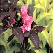 Weigela florida 'Wine & Roses'
