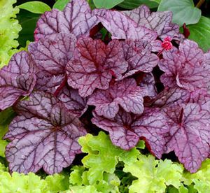 Heuchera  'Sugar Plum'