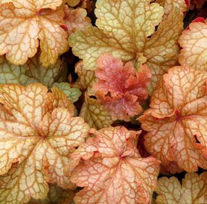 Heuchera hybrid 'Midas Touch'