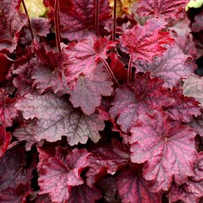 Heuchera villosa 'Midnight Bayou'