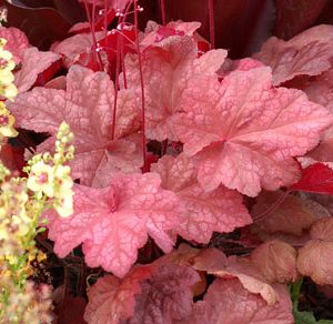 Heuchera hybrid 'Autumn Leaves'