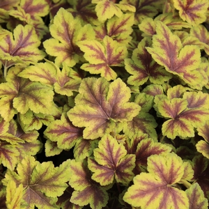 Heucherella  'Golden Zebra'