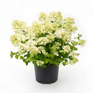 Hydrangea paniculata 'Bombshell'