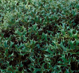 Ilex cornuta 'Rotunda'