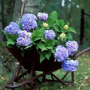 Hydrangea macrophylla 'Bailmer''