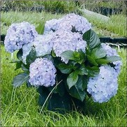 Hydrangea macrophylla 'Big Daddy'