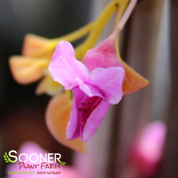 REDBUD RISING SUN