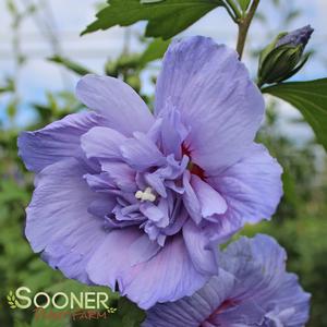 ALTHEA 'BLUE CHIFFON'