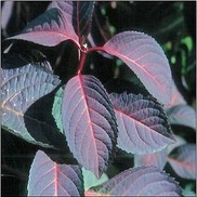 Hydrangea macrophylla 'Lady in Red'