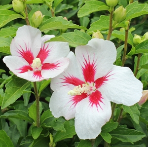 ALTHEA 'LIL KIM'