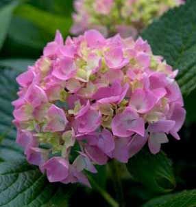 HYDRANGEA 'LET'S DANCE MOONLIGHT'