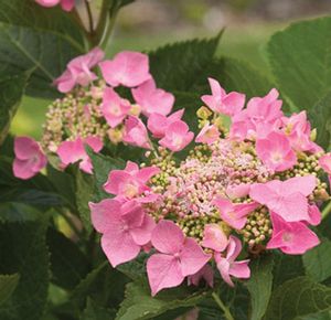 HYDRANGEA 'LET'S DANCE STARLIGHT'