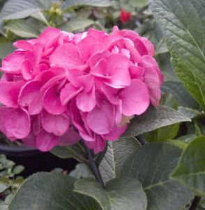 HYDRANGEA 'ABRACADABRA ORB'