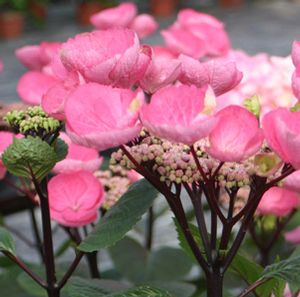 HYDRANGEA 'ABRACADABRA STAR'