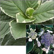 Hydrangea macrophylla 'Light O Day&reg;'