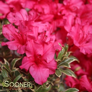 Rhododendron  'Farrow'