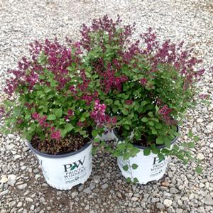 LILAC 'BLOOMERANG PURPLE'