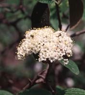 VIBURNUM 'ALLEGHANY'