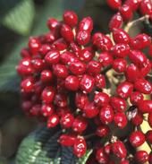 VIBURNUM 'DART'S DUKE'