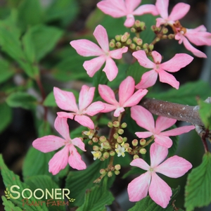 VIBURNUM 'MOLLY SCHROEDER'