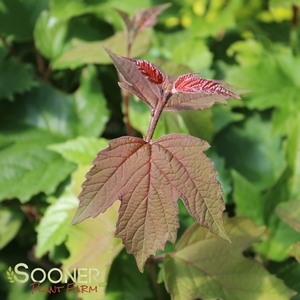VIBURNUM 'ONONDAGA'