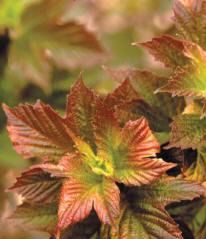 Viburnum trilobum 'J.N. Select'