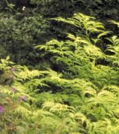 Sambucus racemosa 'Sutherland Gold'