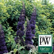 Buddleia davidii 'Adonis Blue'