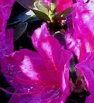 AZALEA 'GIRARD DWARF LAVENDER'