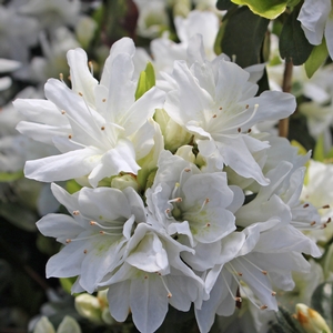 AZALEA 'KURUME SNOW'