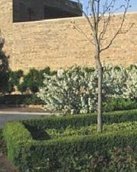 BOXWOOD 'CHICAGOLAND GREEN'