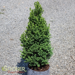 BOXWOOD 'GREEN MOUNTIAN'