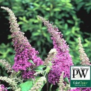 Buddleia davidii 'Peacock'