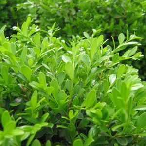 BOXWOOD 'GREEN BORDERS'