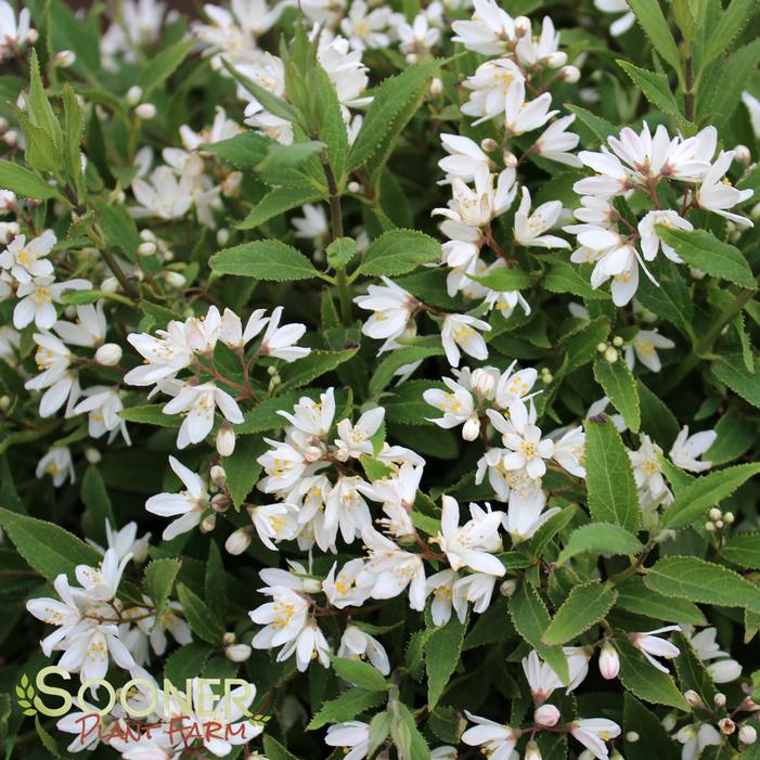 Deutzia gracilis 'Nikko'