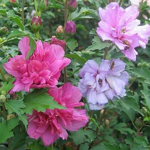 ALTHEA 'TRICOLOR DOUBLE'